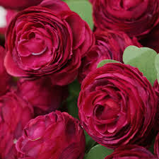 Bordeaux Ranunculus Blumensamen robust Sorte Traditionssorte ohne Gentechnik biologisch Garten Samen zur Aussaat