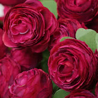 Bordeaux Ranunculus Blumensamen robust Sorte Traditionssorte ohne Gentechnik biologisch Garten Samen zur Aussaat