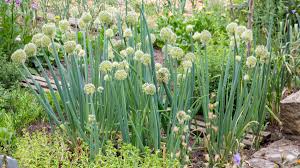 Green Fistulosum Gemüsesamen für einfache Aussaat