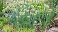 Green Fistulosum Gemüsesamen für einfache Aussaat