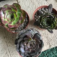 Schwarz Grün Succulent Blumensamen zur Aussaat – Traditionssorte ohne Gentechnik robust Garten Samen Haus & Outdoor Pots