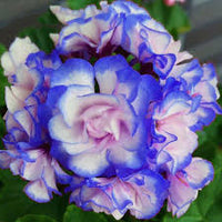 Blau Weiß Pelargonium Geranie Blumensamen zur Aussaat