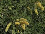 Prosopis Cineraria Baum Samen zur Aussaat – Landhaus Garten wichtig – Traditionssorte & ohne Gentechnik Samen Hausgarten