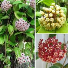 Aleurites Blumensamen zur Aussaat – lang Blüte Saison – Traditionssorte & ohne Gentechnik Samen Hausgarten