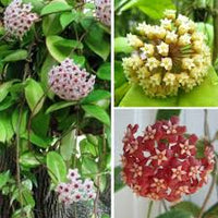 Aleurites Blumensamen zur Aussaat – lang Blüte Saison – Traditionssorte & ohne Gentechnik Samen Hausgarten