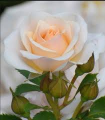 Creme Dragon Rose Blumensamen zur Aussaat – Halbschatten verträglich – Traditionssorte & ohne Gentechnik Samen Hausgarten