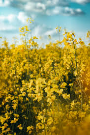 Gelb bloom samen for spartium anpflanzung blume