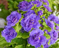Violett Primel Blumensamen zur Aussaat – lang Blüte Saison – Traditionssorte & ohne Gentechnik Samen Hausgarten