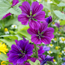 Mallow Blumensamen zur Aussaat – ideal Rabatten – Traditionssorte & ohne Gentechnik Samen Hausgarten
