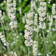 Weiß Lavendel Blumensamen Garten robust Sorte Traditionssorte & ohne Gentechnik Samen Hausgarten
