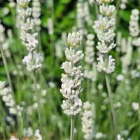 Weiß Lavendel Blumensamen Garten robust Sorte Traditionssorte & ohne Gentechnik Samen Hausgarten