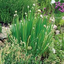 Green Fistulosum Gemüsesamen für einfache Aussaat