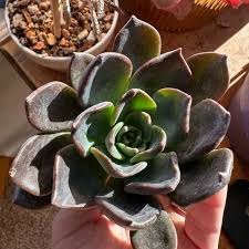 Schwarz Grün Succulent Blumensamen zur Aussaat – Traditionssorte ohne Gentechnik robust Garten Samen Haus & Outdoor Pots