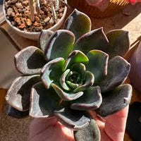 Schwarz Grün Succulent Blumensamen zur Aussaat – Traditionssorte ohne Gentechnik robust Garten Samen Haus & Outdoor Pots