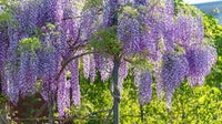 Blauregen Vine Blumensamen zur Aussaat – robust Sorte – Traditionssorte & ohne Gentechnik Samen Hausgarten