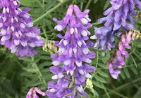Weiß Lila Wicke Blumensamen duftend Blüten Traditionssorte ohne Gentechnik biologisch Garten Samen zur Aussaat
