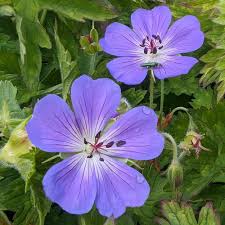 Blau Pelargonium Peltatum Blumensamen zur Aussaat saisonal Dauerblüher Traditionssorte & ohne Gentechnik Samen Hausgarten