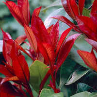 Rot Tip Photinia Blumensamen zur Aussaat – leuchtend Blüten – Traditionssorte & ohne Gentechnik Samen Hausgarten