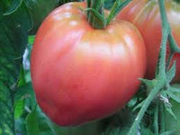 Pink Oxheart Tomate Samen zum Pflanzen