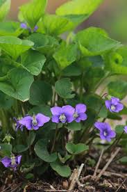 Navy Blau Mini Violett Blumensamen zur Aussaat hochwertige Qualitäts- Traditionssorte & ohne Gentechnik Samen Hausgarten