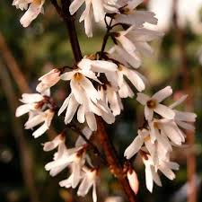 Weiß Forsythia – Abeliophyllum distichum Blumensamen zur Aussaat – Anzucht – Traditionssorte & ohne Gentechnik Samen Hausgarten
