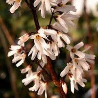 Weiß Forsythia – Abeliophyllum distichum Blumensamen zur Aussaat – Anzucht – Traditionssorte & ohne Gentechnik Samen Hausgarten