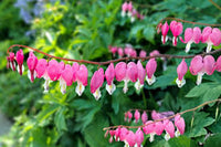 Poof Blumensamen zur Aussaat – duftend Blüten – Traditionssorte & ohne Gentechnik Samen Hausgarten