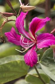 hell Rosa Bauhinia Blumensamen zur Aussaat Garten beliebt Traditionssorte & ohne Gentechnik Samen Hausgarten