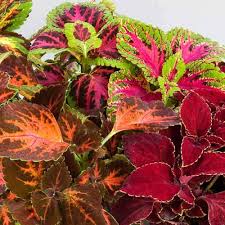 Buntnessel Rainbow Rot Velvet Samen zur Aussaat Shaded Rabatten Pots