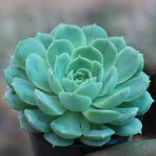 Himmelblau Succulent Blumensamen zur Aussaat leuchtend Traditionssorte & ohne Gentechnik Samen Hausgarten