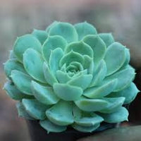 Himmelblau Succulent Blumensamen zur Aussaat leuchtend Traditionssorte & ohne Gentechnik Samen Hausgarten