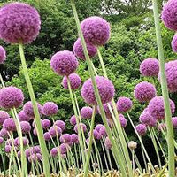 riesig Allium Blumensamen – Allium Giganteum selten Garten Blüten