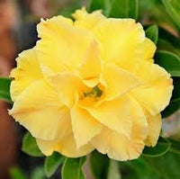 zart Gelb Wüstenrose Obesum Samen – Traditionssorte & ohne Gentechnik Desert Rose Haus Gärten