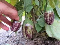 Udumalpet Eggplant Gemüsesamen für einfache Aussaat