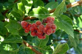Rot Rhus Aromatica Blumensamen zur Aussaat – Landhaus Garten wichtig – Traditionssorte & ohne Gentechnik Samen Hausgarten