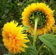 Helianthus Salicifolius Blumensamen zur Aussaat – Schnitt Blume beliebt – Traditionssorte & ohne Gentechnik Samen Hausgarten