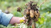 Cream Süßkartoffel Gemüse Samen zum Pflanzen