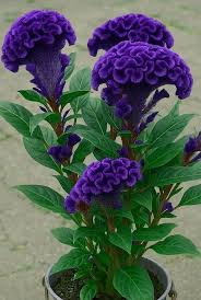 Blau Cockscomb Blumensamen zur Aussaat – Drought verträglich – Traditionssorte & ohne Gentechnik Samen Hausgarten