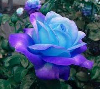 Blau MultiColor Rose Blumensamen zur Aussaat Schnitt Blume beliebt Traditionssorte & ohne Gentechnik Samen Hausgarten