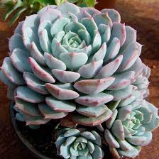Blau Echeveria Derenbergii Blumensamen zur Aussaat – Landhaus Garten wichtig – Traditionssorte & ohne Gentechnik Samen Hausgarten
