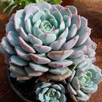 Blau Echeveria Derenbergii Blumensamen zur Aussaat – Landhaus Garten wichtig – Traditionssorte & ohne Gentechnik Samen Hausgarten