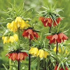 Bordeaux Crown Imperial Blumensamen – farbenfroh Schau Traditionssorte & ohne Gentechnik Hausgarten