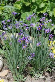 Sisyrinchium montanum blume samen for anpflanzung