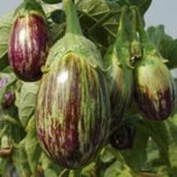 Udumalpet Eggplant Gemüsesamen für einfache Aussaat