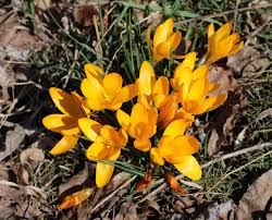 Gelb Crocus Blumensamen robust Sorte Traditionssorte & ohne Gentechnik Samen Hausgarten