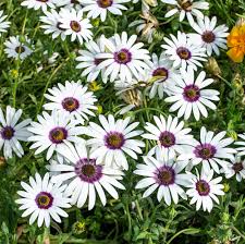 Shrubby Daisy Strauch Blumensamen zur Aussaat – Wildblume Mischung – Traditionssorte & ohne Gentechnik Samen Hausgarten