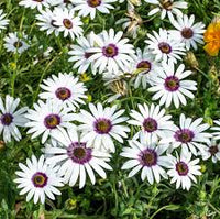 Shrubby Daisy Strauch Blumensamen zur Aussaat – Wildblume Mischung – Traditionssorte & ohne Gentechnik Samen Hausgarten
