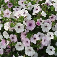 Petunie Tidal Wave Silver Blumensamen zur Aussaat – saisonal Dauerblüher – Traditionssorte & ohne Gentechnik Samen Hausgarten