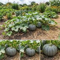 Gray Zapallo Plomo Gemüse Planting Samen