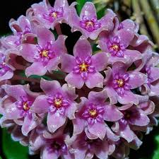 Lila Hoya Blumensamen zur Aussaat Landhaus Garten wichtig Traditionssorte & ohne Gentechnik Samen Hausgarten